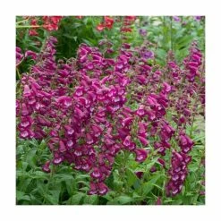 Penstemon Arabesque 'Violet' | Perennial | 5 x Large Plugs -Cheap July Plants Store PL9219PPX5 add image 2 e59f