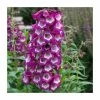 Penstemon Arabesque 'Violet' | Perennial | 5 x Large Plugs -Cheap July Plants Store PL9219PPX5 main image d54a