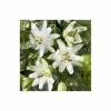 2-3ft White Passion Flower | 3L Pot | Passiflora 'Snow Queen' 2 2-3ft White Passion Flower | 3L Pot | Passiflora 'Snow Queen' -Cheap July Plants Store PL92212 main image dfac