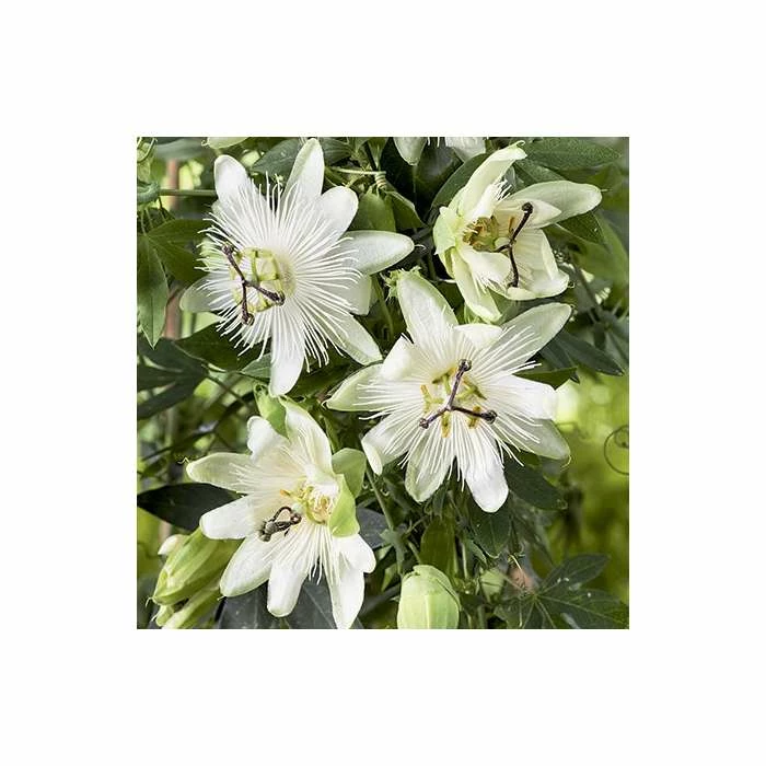 2-3ft White Passion Flower | 3L Pot | Passiflora 'Snow Queen' 3 2-3ft White Passion Flower | 3L Pot | Passiflora 'Snow Queen'