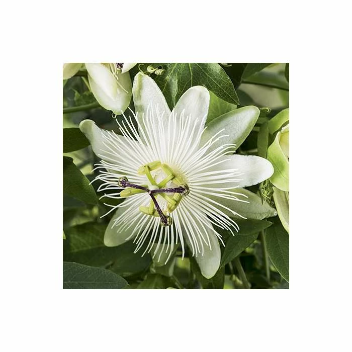 2-3ft White Passion Flower | 3L Pot | Passiflora 'Snow Queen' 4 2-3ft White Passion Flower | 3L Pot | Passiflora 'Snow Queen' - Image 2