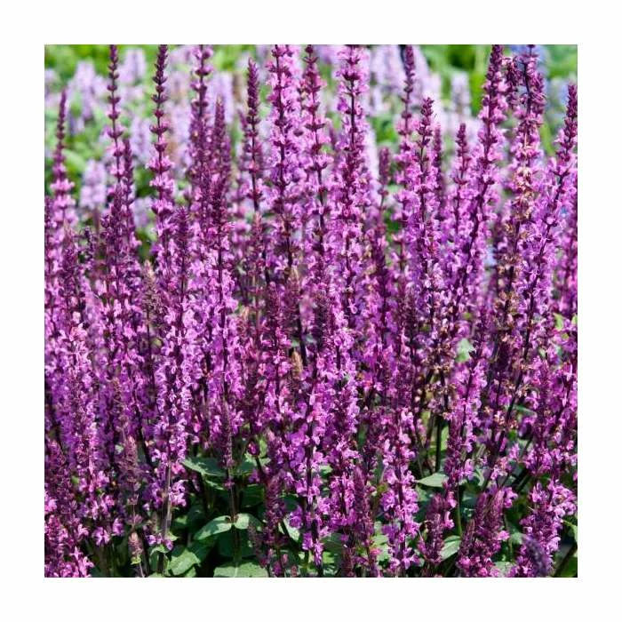 Salvia nemorosa 'Sensation Rose' | Pack of 5 Plug Plants 4 Salvia nemorosa 'Sensation Rose' | Pack of 5 Plug Plants - Image 2
