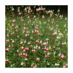 Salvia 'Hot Lips' | Perennial | 5 x Large Plugs -Cheap July Plants Store PL9228PPX5 add image 2 aec4