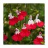Salvia 'Hot Lips' | Perennial | 5 x Large Plugs 2 Salvia 'Hot Lips' | Perennial | 5 x Large Plugs -Cheap July Plants Store PL9228PPX5 main image 0a22