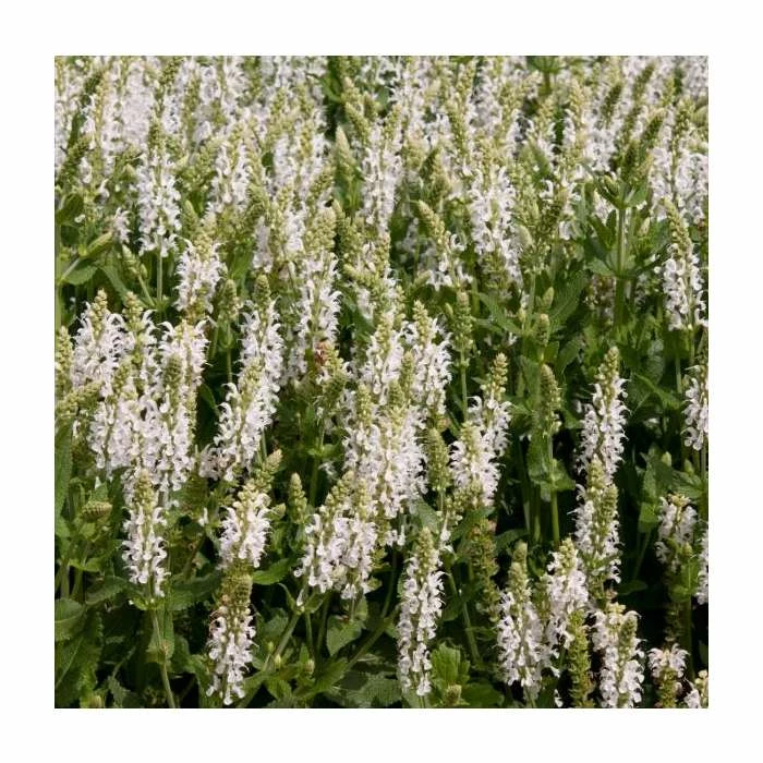 Salvia 'Lyrical White' | Perennial | 5 x Large Plugs 3 Salvia 'Lyrical White' | Perennial | 5 x Large Plugs