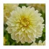 Dahlia Gallery 'Lemon' | 3L Pot -Cheap July Plants Store PL923406 main image b1cb