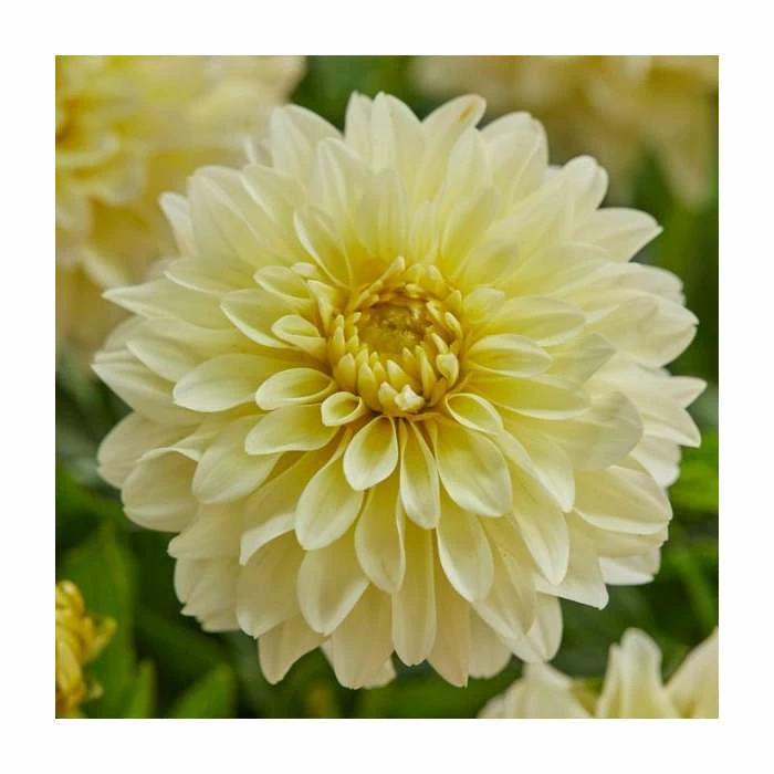 Dahlia Gallery 'Lemon' | 3L Pot 3 Dahlia Gallery 'Lemon' | 3L Pot