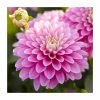 Dahlia Gallery 'Pink' | 3L Pot 2 Dahlia Gallery 'Pink' | 3L Pot -Cheap July Plants Store PL923408 main image 2fdb