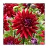 Dahlia 'Wittemans Best' | 3L Pot 1 Dahlia 'Wittemans Best' | 3L Pot -Cheap July Plants Store PL923410 main image 6311