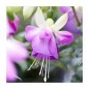 Fuchsia 'Delta Sarah' | 3L Pot -Cheap July Plants Store PL923423 main image d044