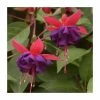 Fuchsia 'Dollar Princess' | 3L Pot -Cheap July Plants Store PL923425 main image 7839