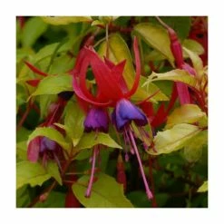 Fuchsia 'Genii' | 3L Pot