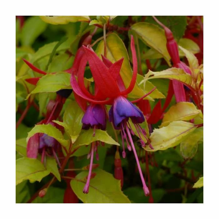 Fuchsia 'Genii' | 3L Pot 3 Fuchsia 'Genii' | 3L Pot