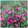 Fuchsia 'Tom Thumb' | 3L Pots -Cheap July Plants Store PL923429 main image bc3b
