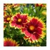 Gaillardia 'Sunset Cutie' | 3L Pot 2 Gaillardia 'Sunset Cutie' | 3L Pot -Cheap July Plants Store PL923431 main image bd5c