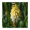 Kniphofia 'Poco Citron' | 3L Pot -Cheap July Plants Store PL923440 main image 2fe7