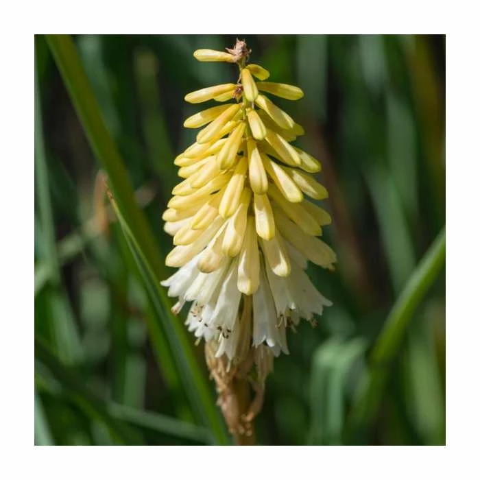 Kniphofia 'Poco Citron' | 3L Pot 3 Kniphofia 'Poco Citron' | 3L Pot