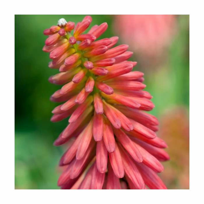 Kniphofia 'Redhot Popsicle' | 3L Pot 3 Kniphofia 'Redhot Popsicle' | 3L Pot