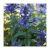 Nepeta 'Neptune' | 3L Pot 2 Nepeta 'Neptune' | 3L Pot -Cheap July Plants Store PL923449 main image cb6b