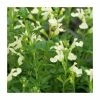 Salvia 'Cool Cream' | 2L Pot 2 Salvia 'Cool Cream' | 2L Pot -Cheap July Plants Store PL923461 main image 8cc5