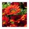 Gazania 'Big Kiss Red' | 2L Pot 2 Gazania 'Big Kiss Red' | 2L Pot -Cheap July Plants Store PL923463 main image 9920
