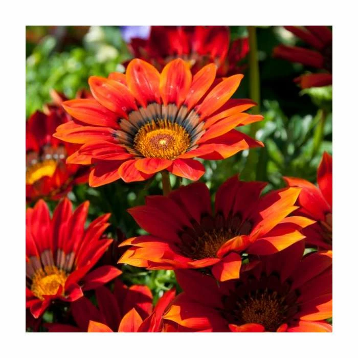Gazania 'Big Kiss Red' | 2L Pot 3 Gazania 'Big Kiss Red' | 2L Pot