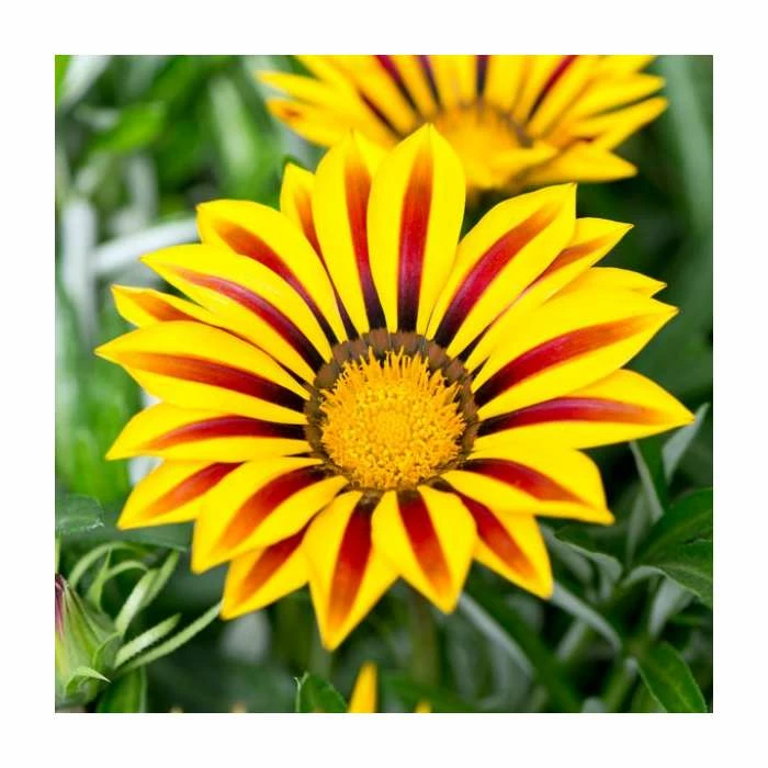 Gazania 'Big Kiss Yellow Flame' | 2L Pot 3 Gazania 'Big Kiss Yellow Flame' | 2L Pot