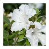 15cm White Evergreen Azalea | Rhododendron | 9cm Pot -Cheap July Plants Store PL9239035 main image 90fc
