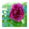 15 - 20cm Rosa rugosa 'Hansa' | 9cm Pot -Cheap July Plants Store PL9239040 main image afec