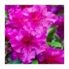 10 - 15cm Rhododendron (Evergreen Azalea) 'Purple' | 9cm Pot -Cheap July Plants Store PL9239041 main image 8b68