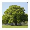 Quercus robur | Oak Tree -Cheap July Plants Store PL9239062 main image ce07