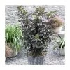 5 x 15 - 20cm Sambucus nigra 'Black Tower' | 9cm Pots -Cheap July Plants Store PL9239065 main image 7e4c