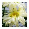 Leucanthemum superbum 'Gold Finch' | 3L Pot -Cheap July Plants Store PL9239089 main image 1058