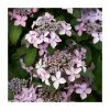 15 - 20cm Hydrangea serrata 'Preziosa' | 9cm Pot