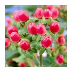 15 - 20cm Hypericum x inodorum (Magical Red Flame) | St. John's Wort | 9cm Pot