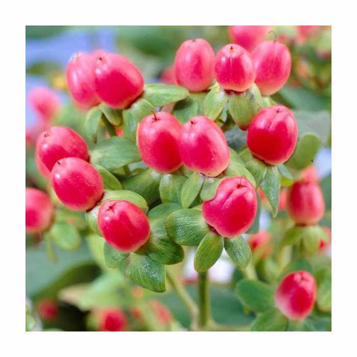 15 - 20cm Hypericum x inodorum (Magical Red Flame) | St. John's Wort | 9cm Pot 3 15 - 20cm Hypericum x inodorum (Magical Red Flame) | St. John's Wort | 9cm Pot