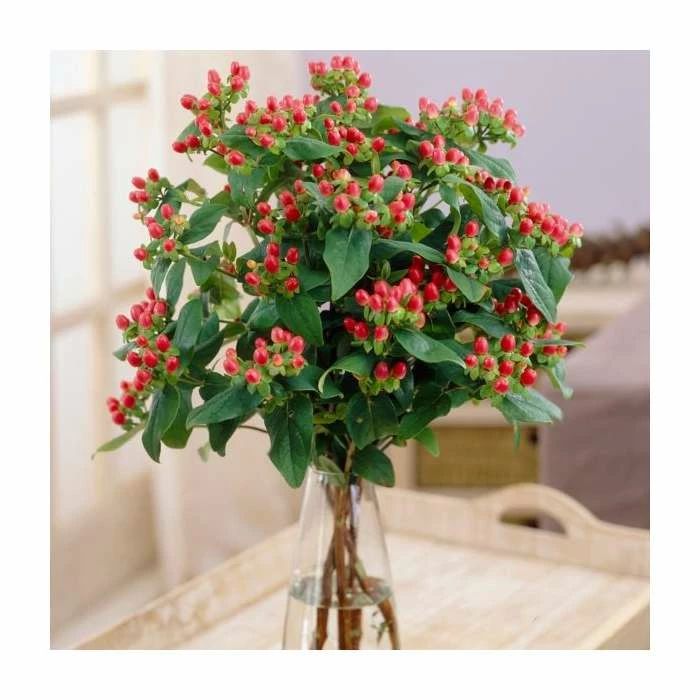 15 - 20cm Hypericum x inodorum (Magical Red Flame) | St. John's Wort | 9cm Pot 4 15 - 20cm Hypericum x inodorum (Magical Red Flame) | St. John's Wort | 9cm Pot - Image 2