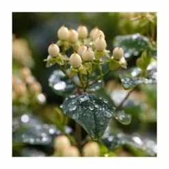 15 - 20cm Hypericum x inodorum (Magical Sunshine) | St. John's Wort | 9cm Pot