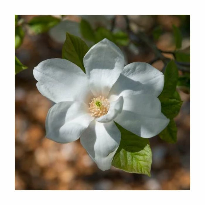 15 - 20cm Magnolia grandiflora 'Galissonière' | 9cm Pot 3 15 - 20cm Magnolia grandiflora 'Galissonière' | 9cm Pot