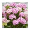 10 - 15cm Hydrangea macrophylla 'Kazan' | 9cm Pot -Cheap July Plants Store PL9239121 main image 9bf5
