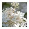 10 - 15cm Hydrangea paniculata 'Phantom' | 9cm Pot -Cheap July Plants Store PL9239124 main image 97a1