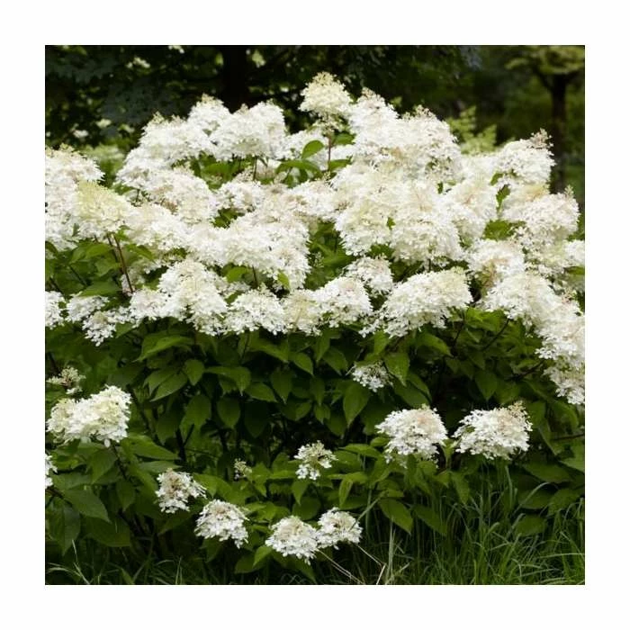 10 - 15cm Hydrangea paniculata 'Phantom' | 9cm Pot 4 10 - 15cm Hydrangea paniculata 'Phantom' | 9cm Pot - Image 2