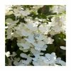 10 - 15cm Hydrangea paniculata 'Polestar' (R) | 9cm Pot -Cheap July Plants Store PL9239125 main image e63a