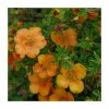 10 - 15cm Potentilla fruticosa 'Orang'issima' | 9cm Pot 2 10 - 15cm Potentilla fruticosa 'Orang'issima' | 9cm Pot -Cheap July Plants Store PL9239128 main image 1eee