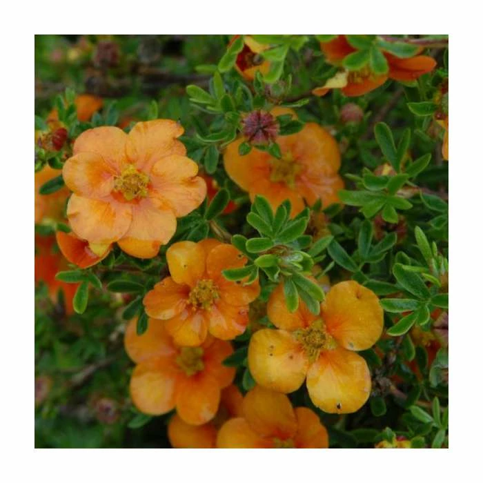 10 - 15cm Potentilla fruticosa 'Orang'issima' | 9cm Pot 3 10 - 15cm Potentilla fruticosa 'Orang'issima' | 9cm Pot