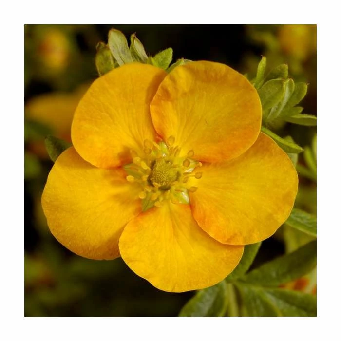 10 - 15cm Potentilla fruticosa 'Solar'issima' | 9cm Pot 3 10 - 15cm Potentilla fruticosa 'Solar'issima' | 9cm Pot