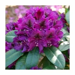 Rhododendron x hybrid 'Polar Night' | 7.5L Pot