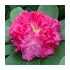1ft Evergreen Rhododendron 'Germania' | 7.5L Pot -Cheap July Plants Store PL9239143 main image 82a8