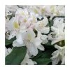 2ft Rhododendron 'Madame Masson' | 7.5L Pot 2 2ft Rhododendron 'Madame Masson' | 7.5L Pot -Cheap July Plants Store PL9239147 main image 12e0