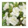 Evergreen Azalea 'Snow Pearl' | 3L Pot -Cheap July Plants Store PL9239151 main image 5deb